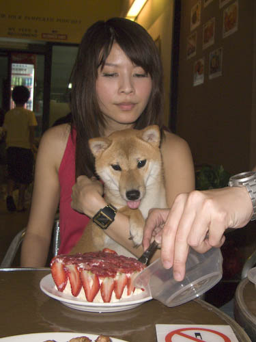 img_0709-mika-and-her-cake She can't control her tongue!