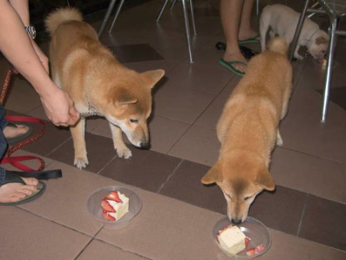 img_0713-mika-and-shiro-eating Mmm... cake! Shiro needed persuasion before he ate his