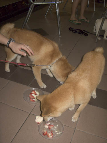 img_0716-mika-and-shiro-eating Yummy!