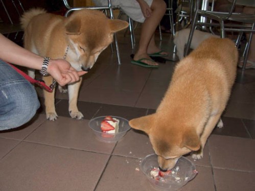 img_0718-mika-and-shiro-eating Shiro finally eats