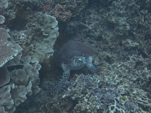 img_0840-turtle