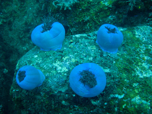 img_1208-blue-coral