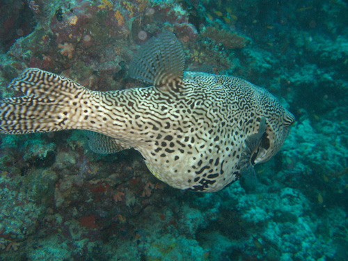 IMG_1435 - Pufferfish