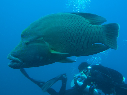 IMG_1734 - Resident Wrasse