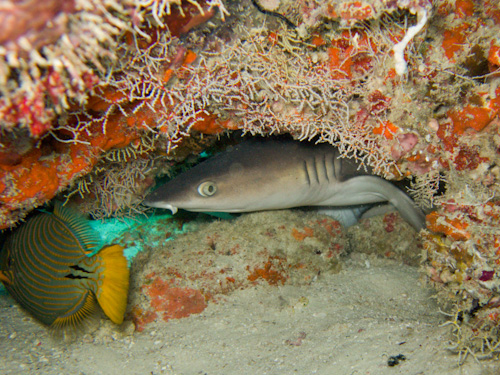 IMG_1800 - Whitetip Shark