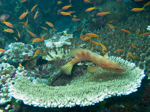 IMG_1846 - Coral and Fish