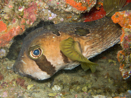 IMG_1868 - Porcupine Fish