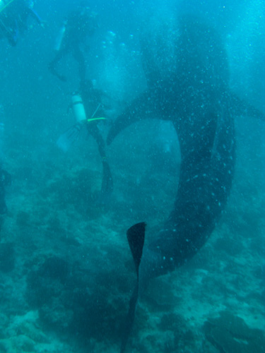 IMG_1923 - Whale Shark