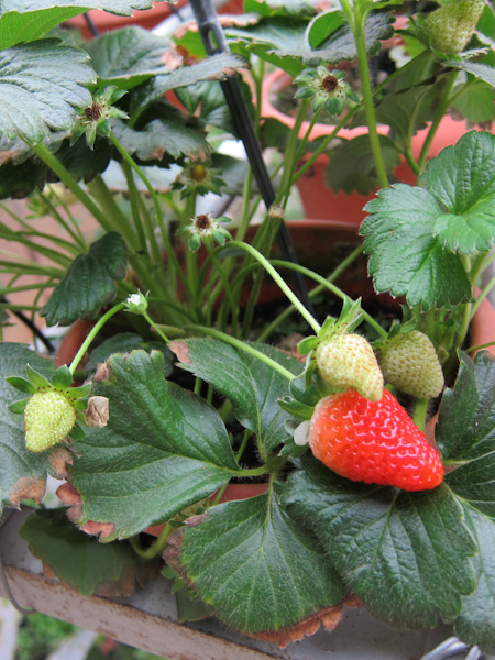 IMG_1020 - strawberry