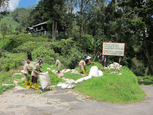 IMG_1095 - sorting tea