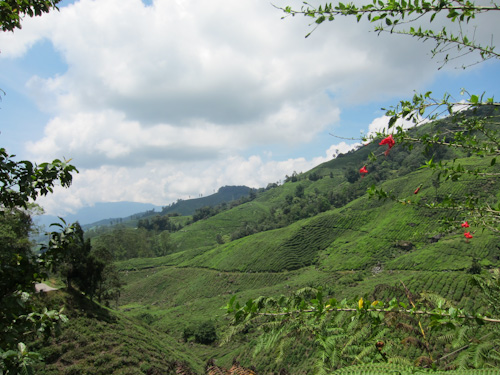 IMG_1099 - boh tea plantation